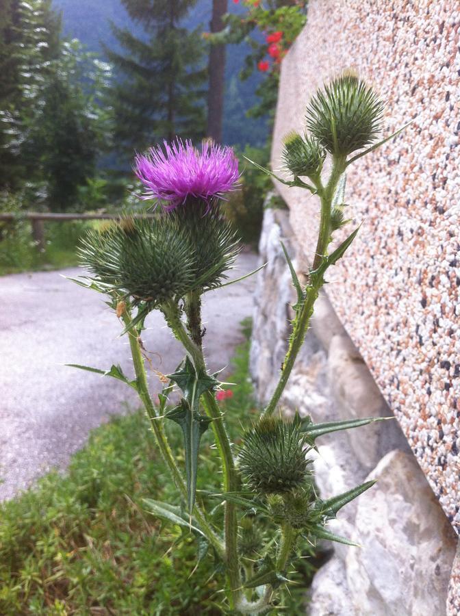 Hotel Il Cardo San Vito di Cadore Extérieur photo